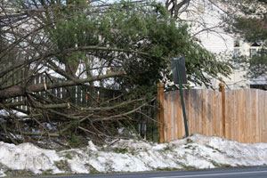 Storm Tree Removal and Cleanup by Five Star Tree Service Company, Western Washington, WA.
