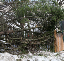 Tree Removal Services by Five Star Tree Service Company, Western Washington, WA.