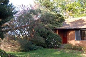 Emergency-Tree-Service-Bellevue-WA